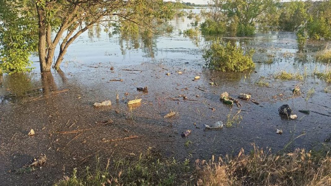 Ліси Миколаївщини