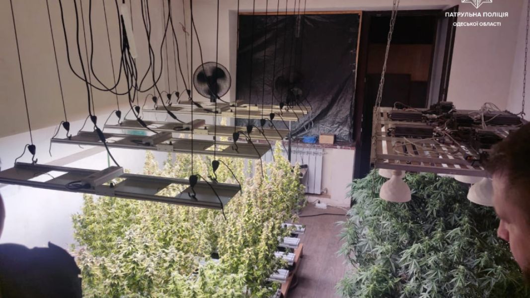 Плантація канабісу в Одесі