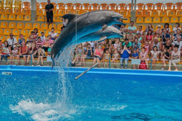 Зв'язки з РФ в дельфінарії Немо