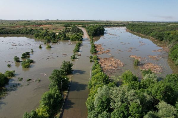 затоплені ліси