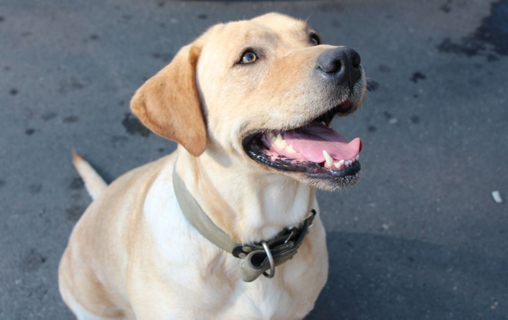 Служебная собака по имени Блонда