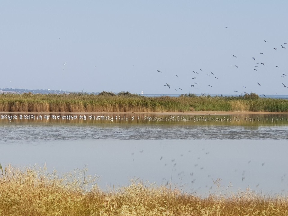 На ділянці, де ростуть дерева, а поруч розташоване водоймище, хотіли побудувати готельний комплекс