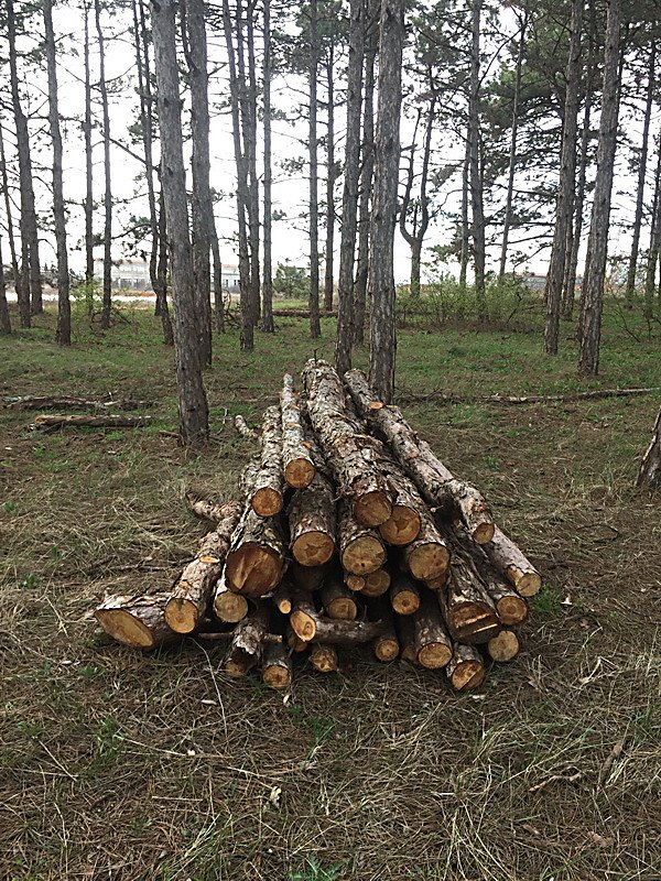 Фото: «Корабелов.Инфо».