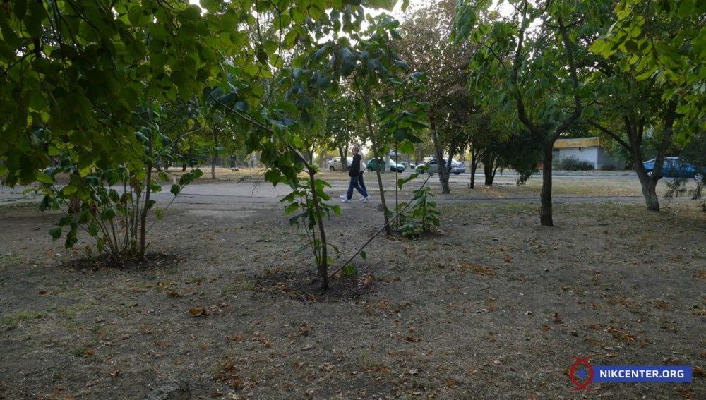 На участке под застройку растет около десяти деревьев