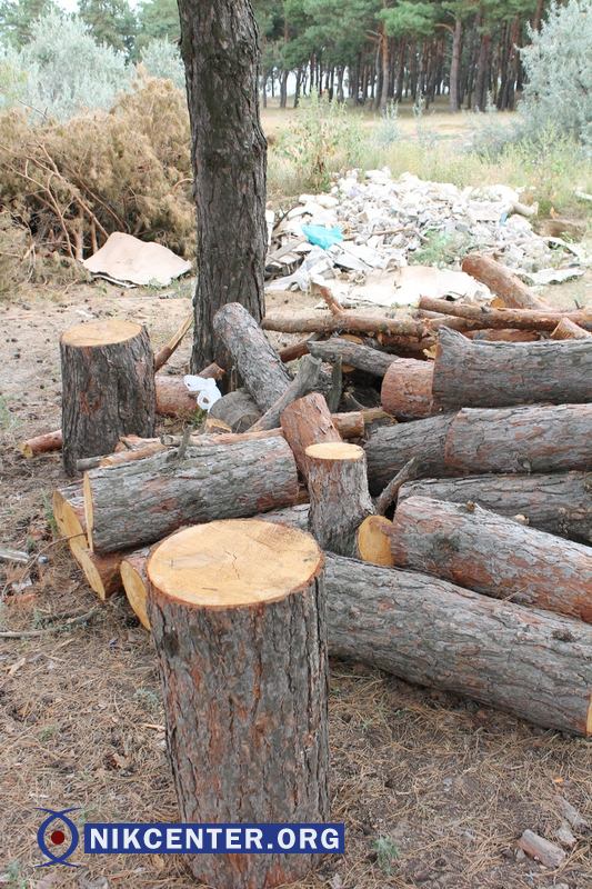 Так же, как и пни, оставшиеся после них