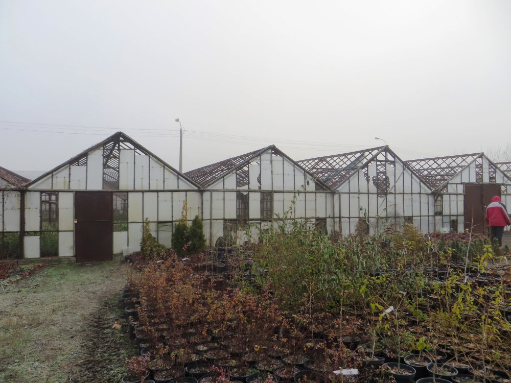 в теплицах  "Николаевзеленхоза" отсутствуют окна