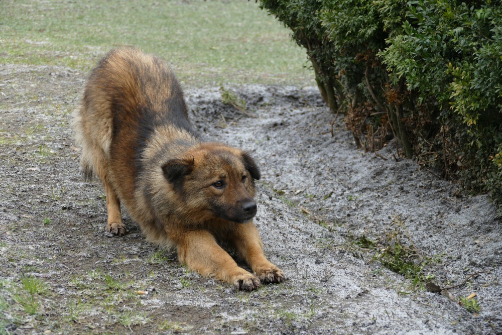 На митинге присутствовали не только люди.