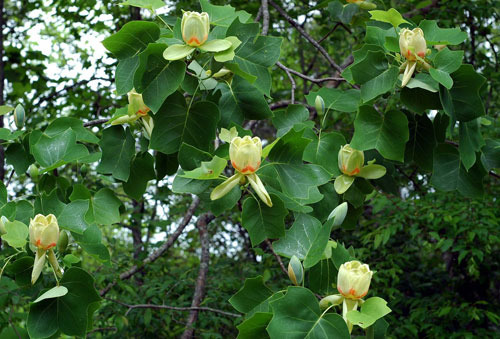 тюльпановое дерево