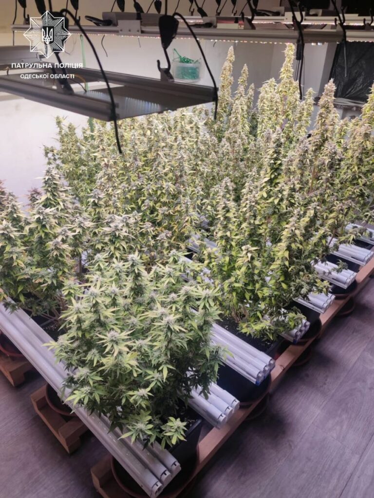 Каннабис в Одессе
