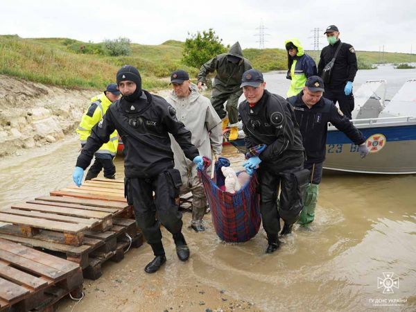 На Миколаївщині втопилася жінка