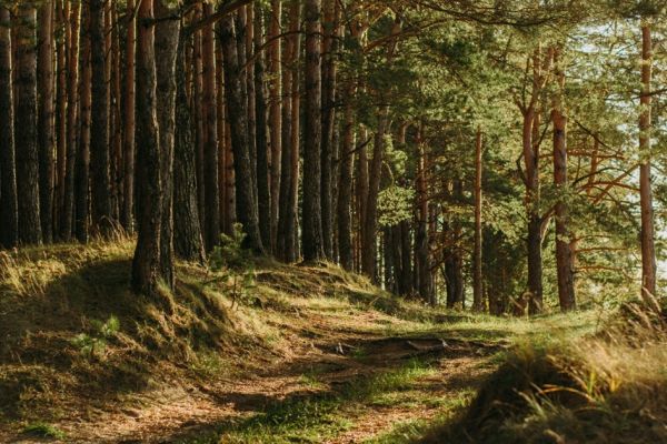 Заборона на відвідування лісів Миколаївщини