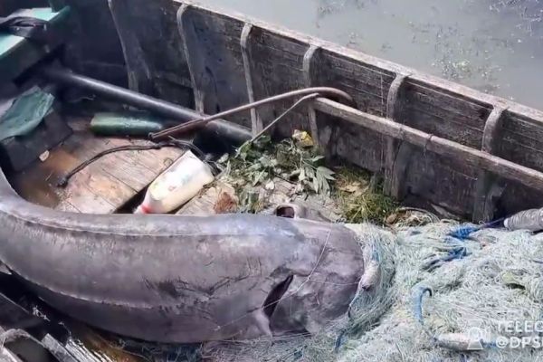 На Одещині впіймали білугу