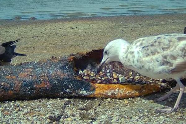 В Одесі загинули дельфіни